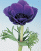 anemone_jerusalem_violet