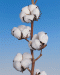 cotton-dry
