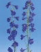 delphinium_violet